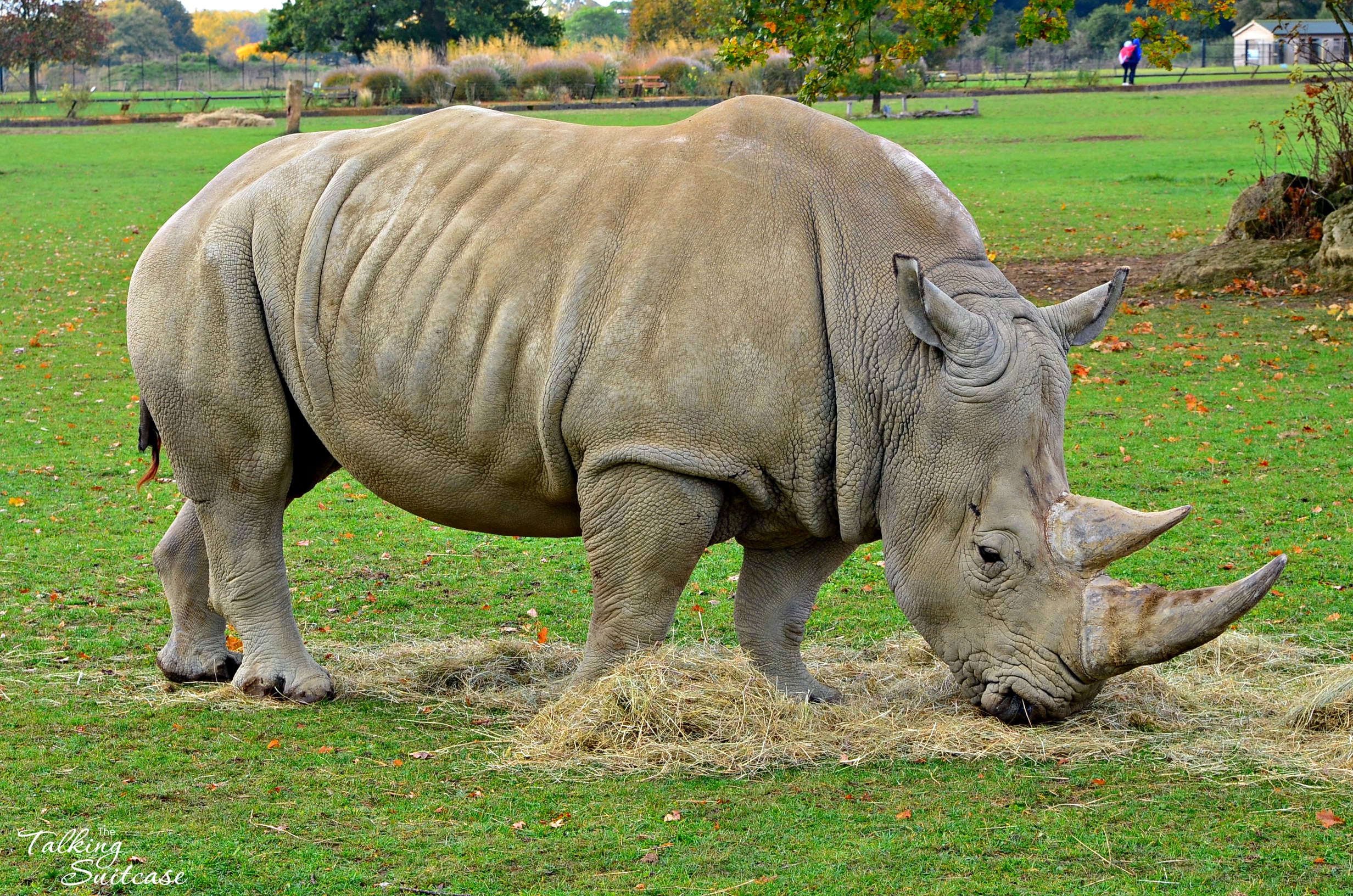 Rhinos at cotswold wildlife park and gardens The Talking Suitcase