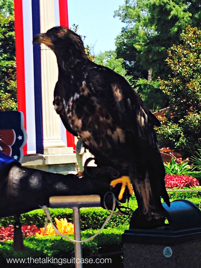 Hawks at Busch Gardens Williamsburg