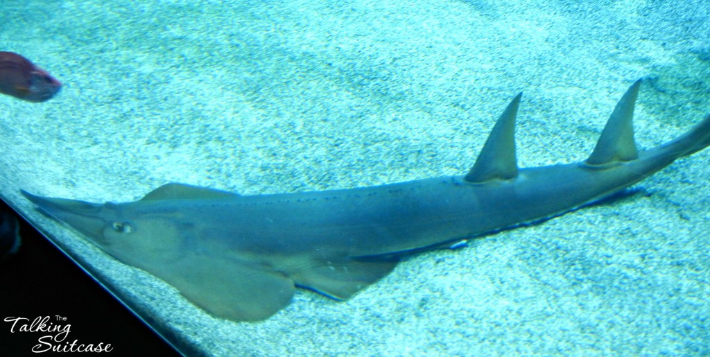 Aquarium Monaco Shark