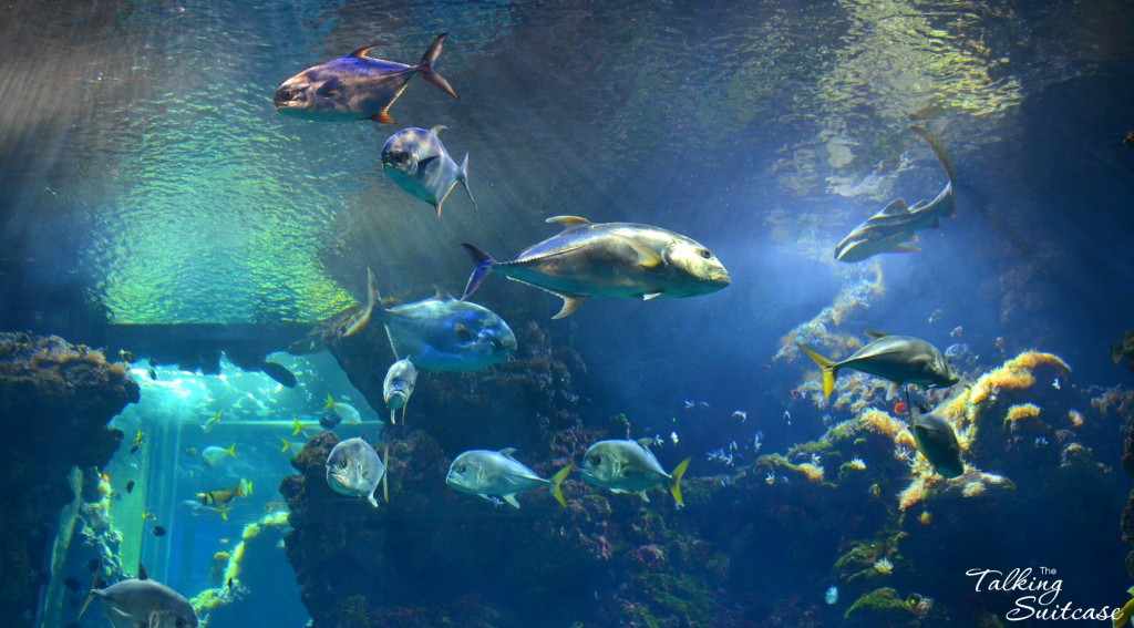 Aquarium of Monaco Shark Lagoon