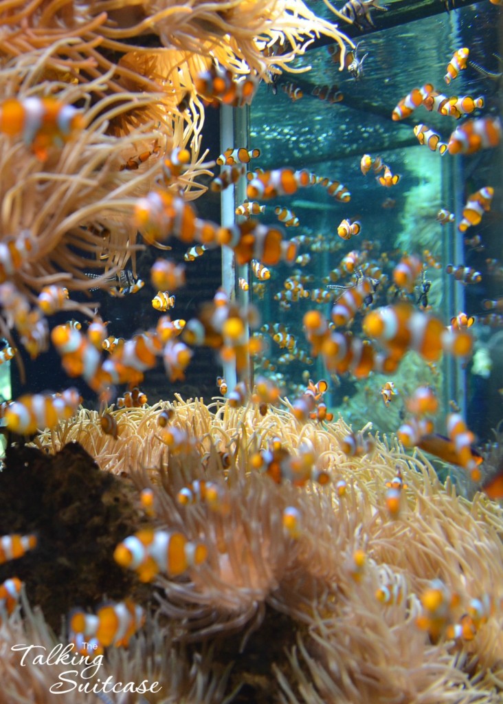 Oceanographic Museum of Monaco fish 4