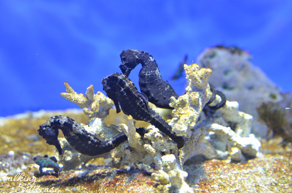 Oceanographic Museum of Monaco sea horses