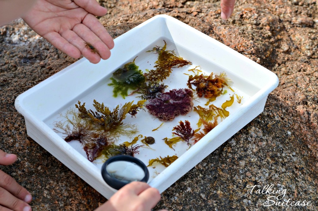 Finding Seaweed at Xatrac