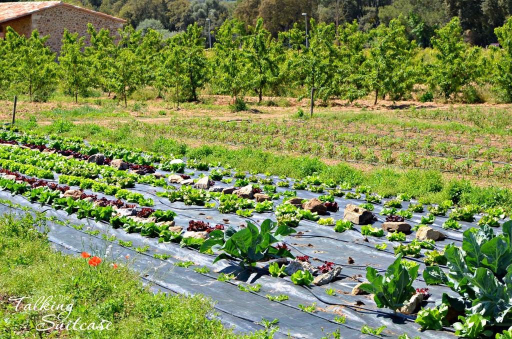 Growing produce at Mas Ponsjoan Vineyard