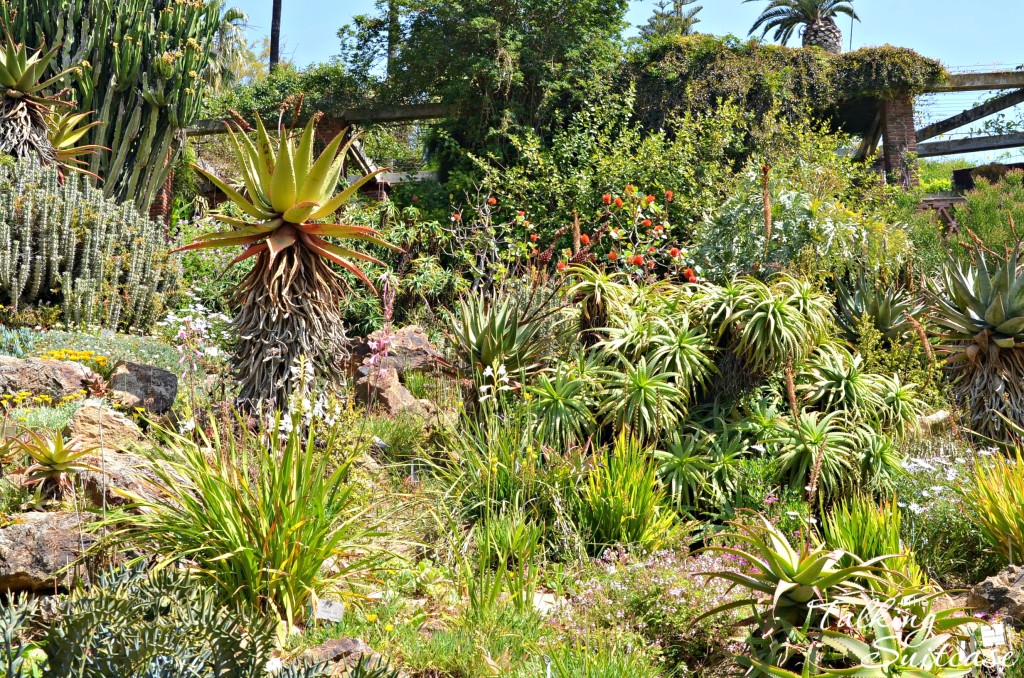 Marimurtra Botanical Garden foliage