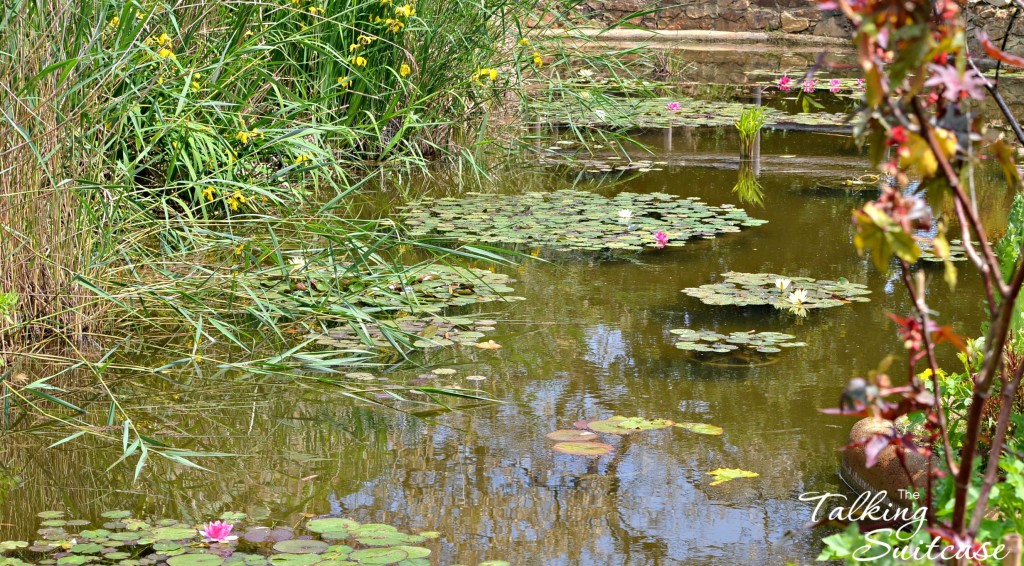Marimurtra Botanical Garden pond