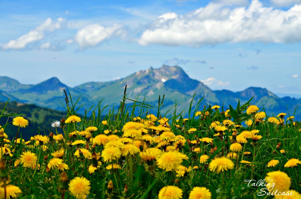 Flowers and Mountains in Chate, France