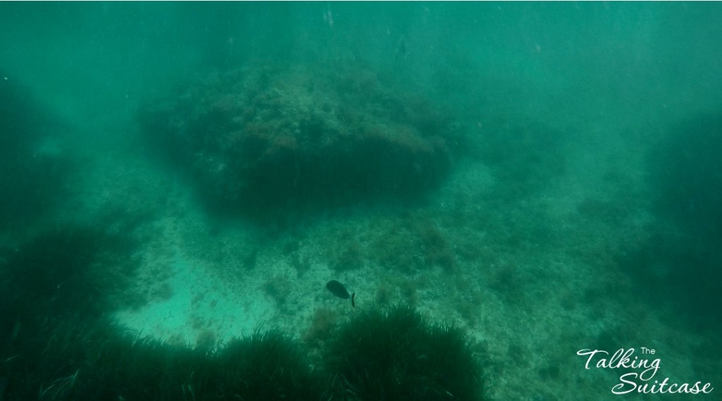 Snorkling in L'Estartit