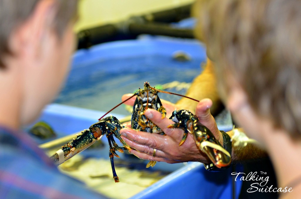 Touching lobsters at Fish Auction in Roses Spain