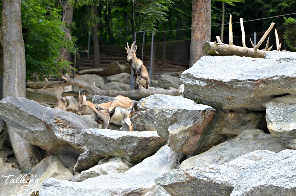 Chamois scratching an itch at the Alpine Zoo