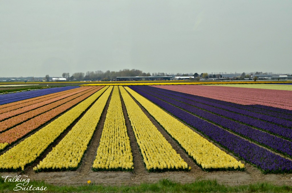Hyacinth fields 