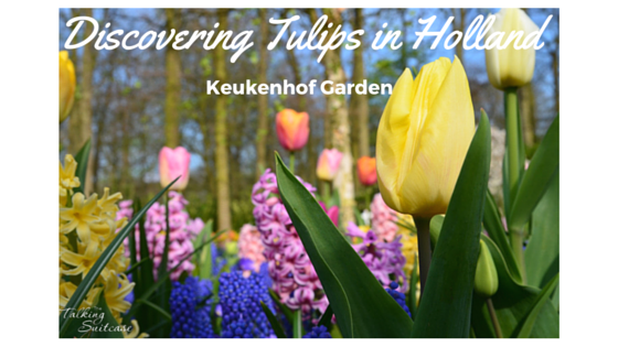 Keukenhof tulip gardens