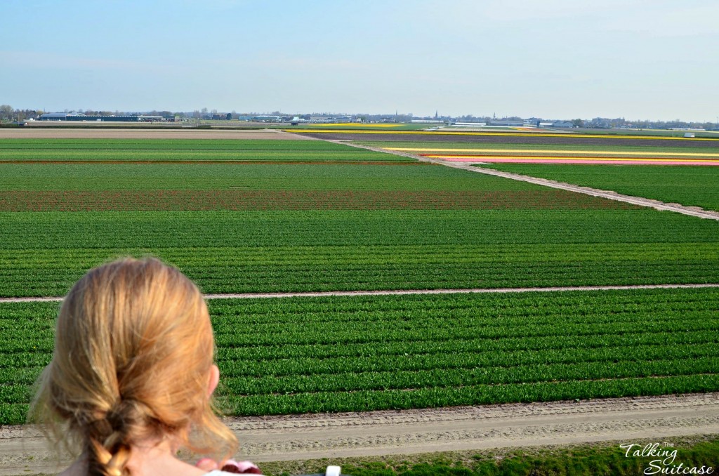 Tulip Fields waiting to bloom 