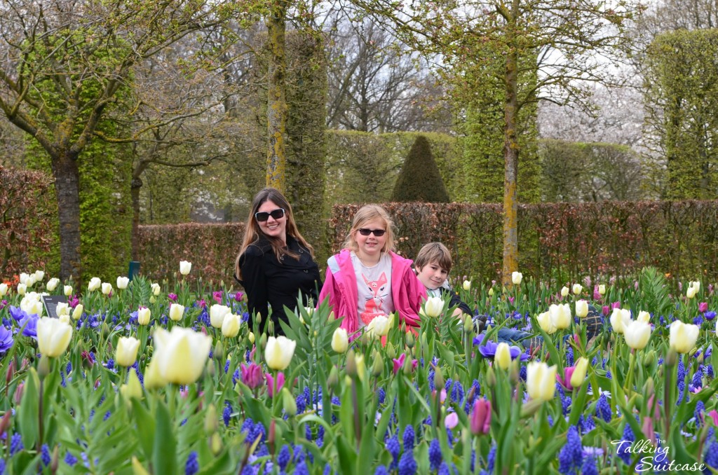 Tulips on Holland