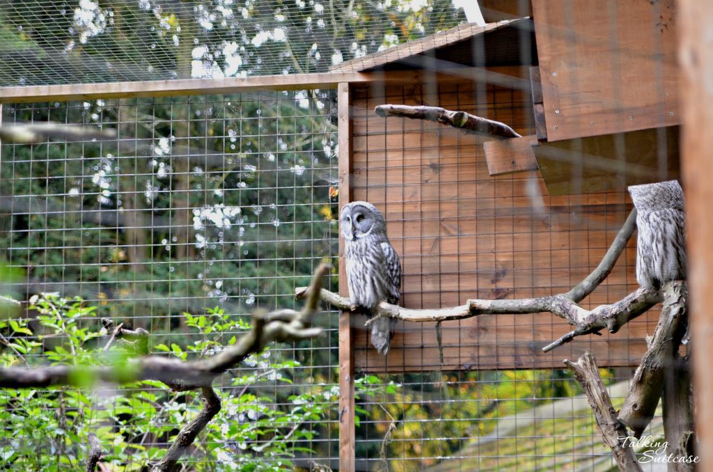 owls-at-cotswold-wildlife-park-and-gardens